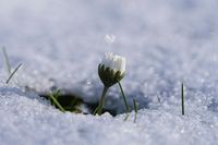 G&auml;nsebl&uuml;mchens Kampf gegen den Schnee_Holger